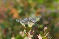 Sympetrum danae