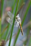Sympetrum danae