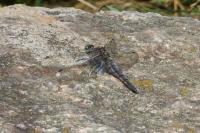 Orthetrum cancellatum