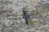Orthetrum cancellatum