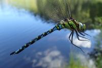 Aeshna cyanea