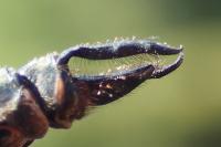 Somatochlora metallica