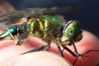 Somatochlora metallica