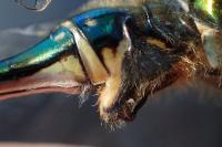 Somatochlora metallica