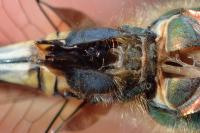 Somatochlora metallica