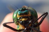 Somatochlora metallica