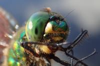 Somatochlora metallica