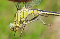 Gomphus pulchellus