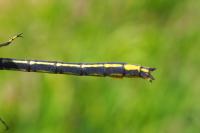 Gomphus pulchellus