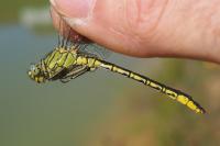 Gomphus pulchellus