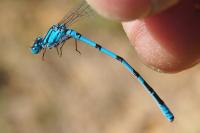 Enallagma cyathigerum