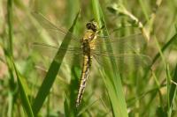 Orthetrum cancellatum