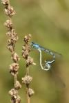 Enallagma cyathigerum