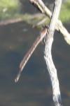 Sympecma fusca