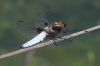Libellula depressa