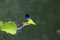 Calopteryx virgo