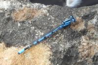 Enallagma cyathigerum