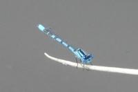 Enallagma cyathigerum