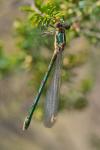 Chalcolestes viridis