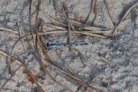 Enallagma cyathigerum