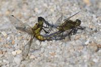 Orthetrum cancellatum