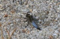 Orthetrum cancellatum