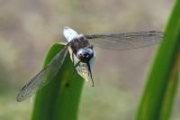 Libellula fulva