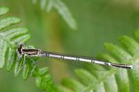 Platycnemis pennipes