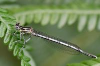 Platycnemis pennipes