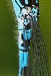 Coenagrion mercuriale