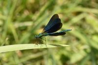 Calopteryx virgo meridionalis