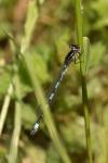 Coenagrion mercuriale