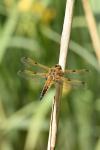 Libellula quadrimaculata