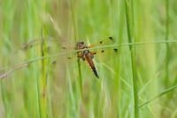 Libellula quadrimaculata