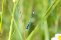 Enallagma cyathigerum