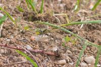 Orthetrum cancellatum