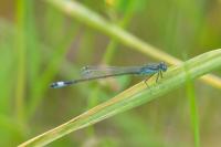 Ischnura elegans