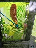 Calopteryx virgo