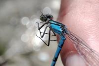 Enallagma cyathigerum