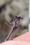 Sympecma fusca