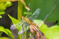 Sympetrum sanguineum