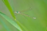 Lestes barbarus