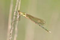 Lestes barbarus