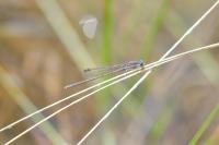 Sympecma fusca