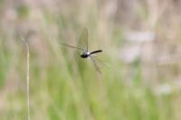 Anax parthenope
