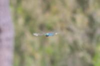 Anax imperator
