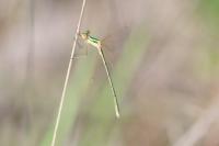 Lestes barbarus