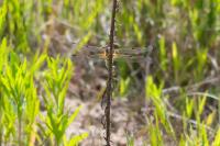 Libellula quadrimaculata