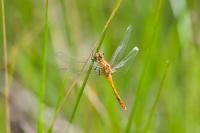 Sympetrum sanguineum