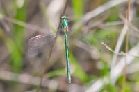 Lestes dryas